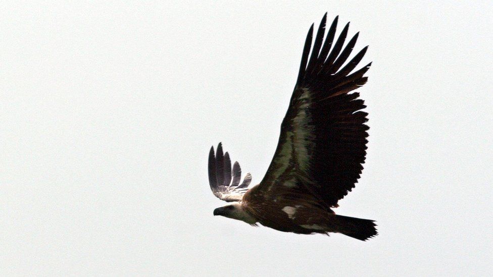 A griffon vulture in flight