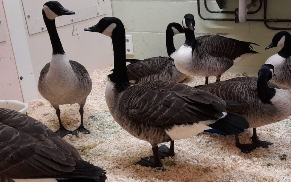 Oiled geese
