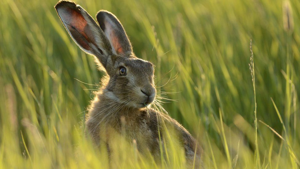 European hare