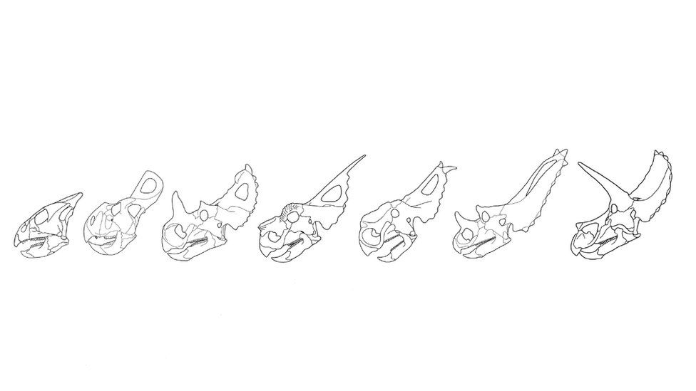 Line drawings of ceratopsian skulls showing various frills and horns