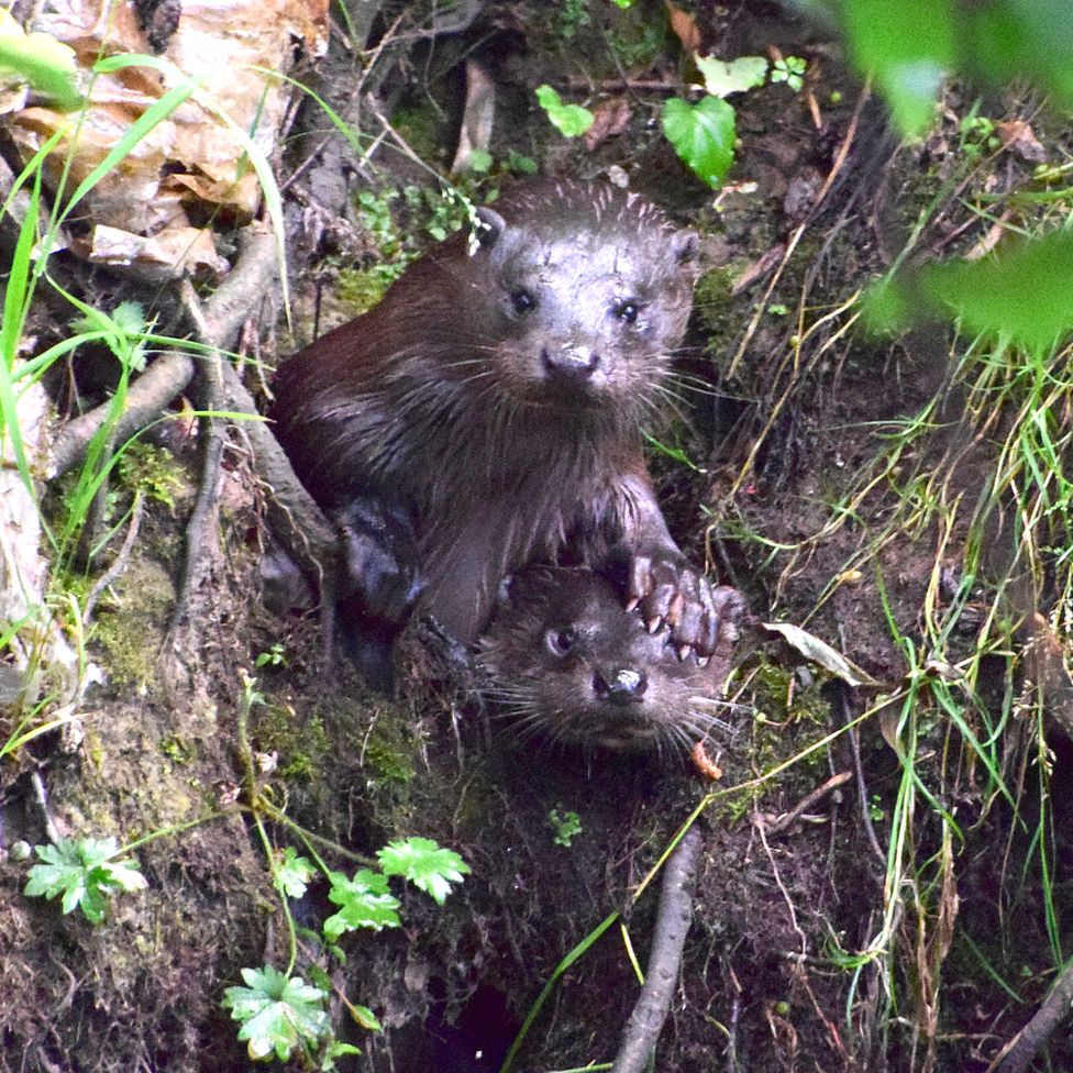 Otters