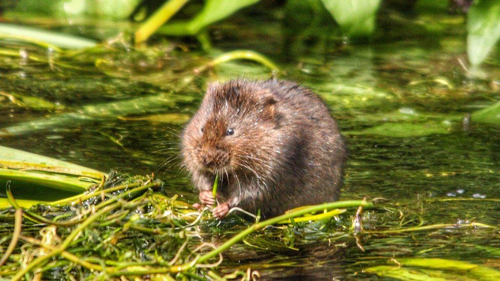 Water Voles To Be Reintroduced At Staffordshire Estate Bbc News