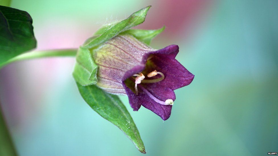 poisonous nightshade flower