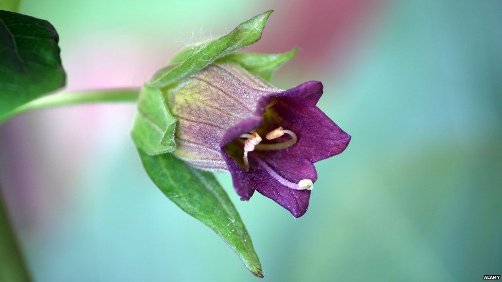 Belladonna, or deadly nightshade