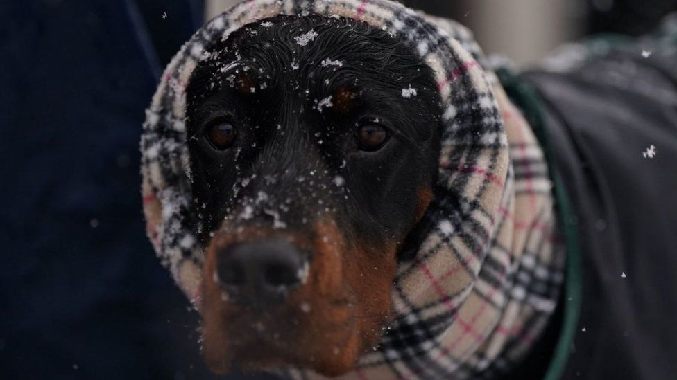 Crufts clearance on tv