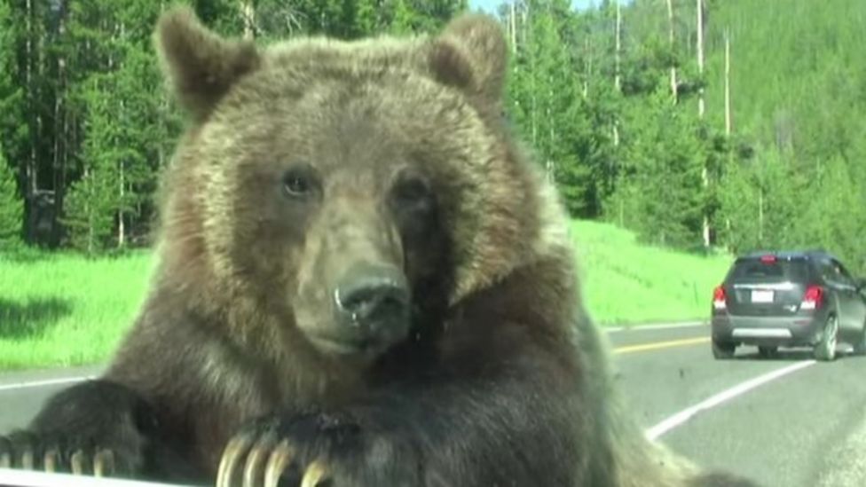 Cyclist in northern US killed by grizzly bear - BBC News