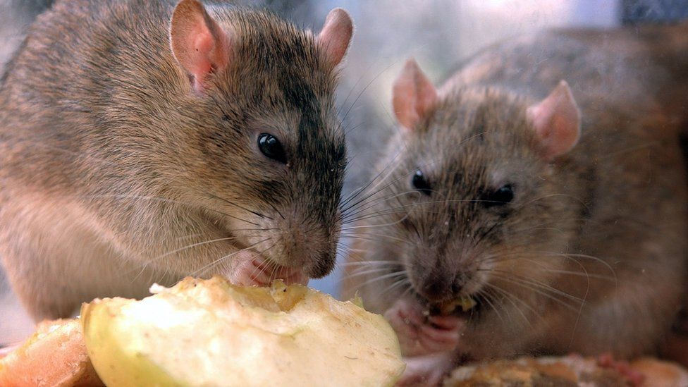 Rats nibbling on food