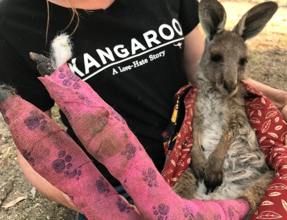 A WIRES volunteer holds a kangaroo with burnt feet pads
