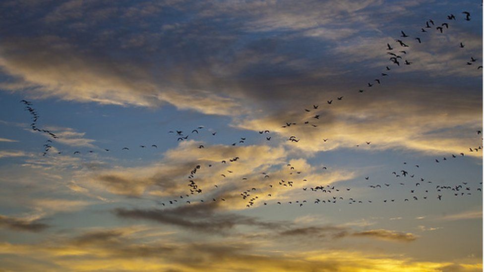 Snow geese on migration