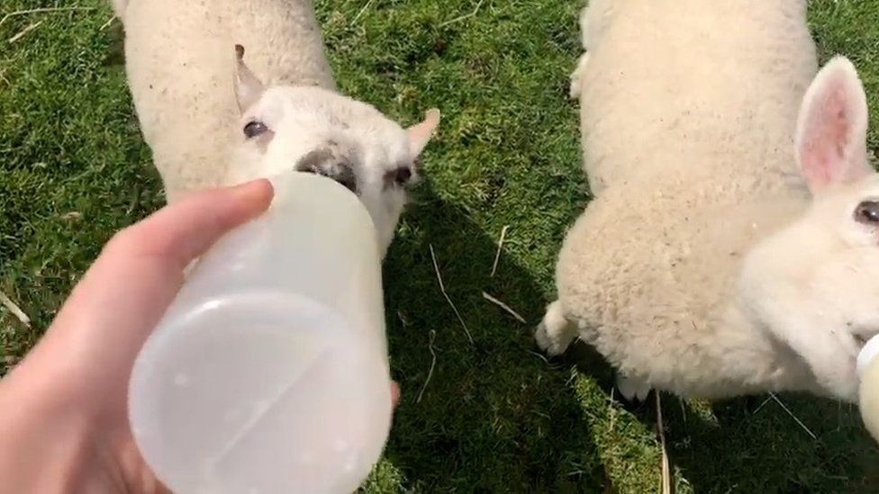 Jenna feeding lambs