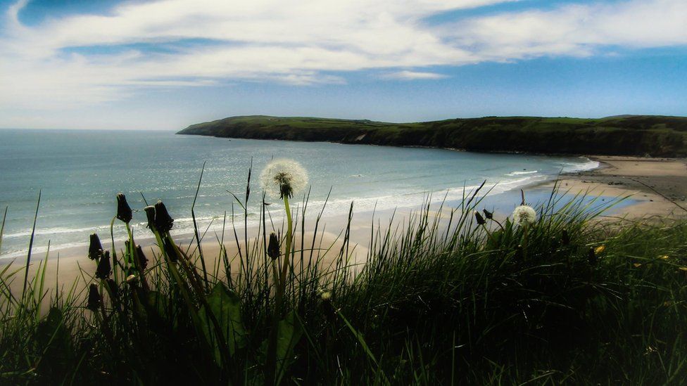 Dandelions swaying above the sand at Aberdaron