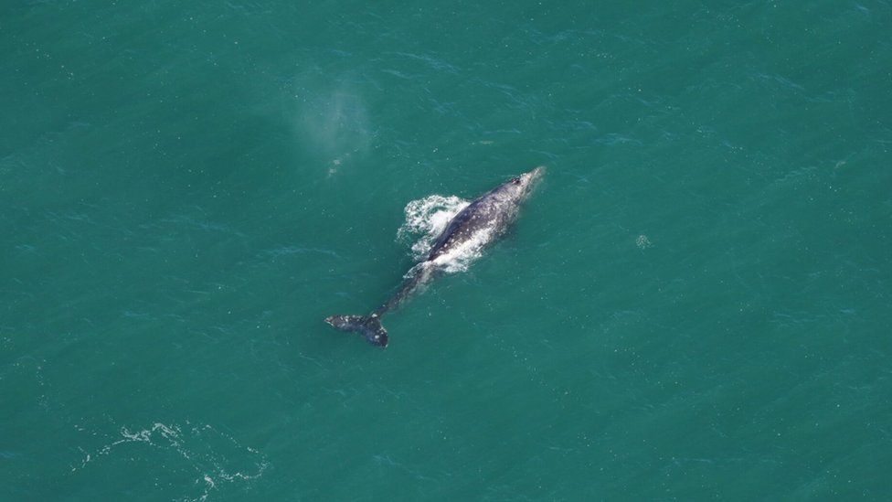 Aerial photo of gray whale spotted in Atlantic waters off the coast of New England