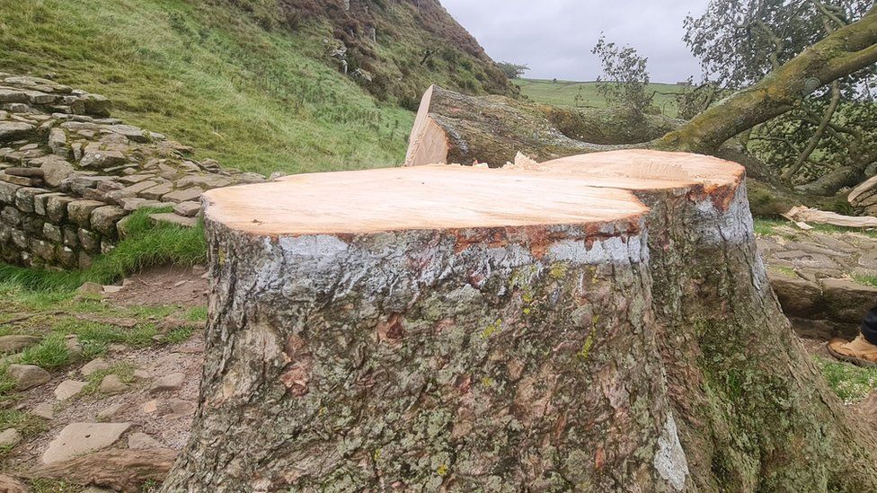 Sycamore Gap tree at Hadrian's Wall cut down by 'vandals' - BBC News