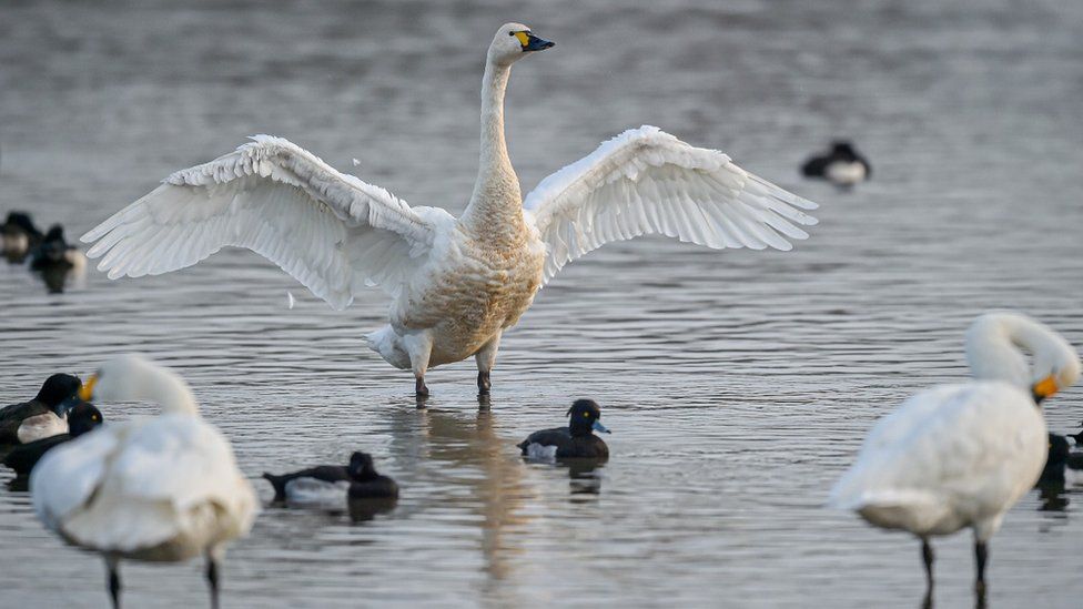 Bewick's Swans at Slimbridge