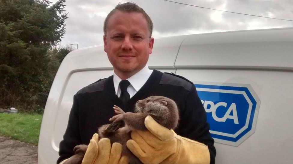 RSPCA inspector Nic de Celis holding the young otter