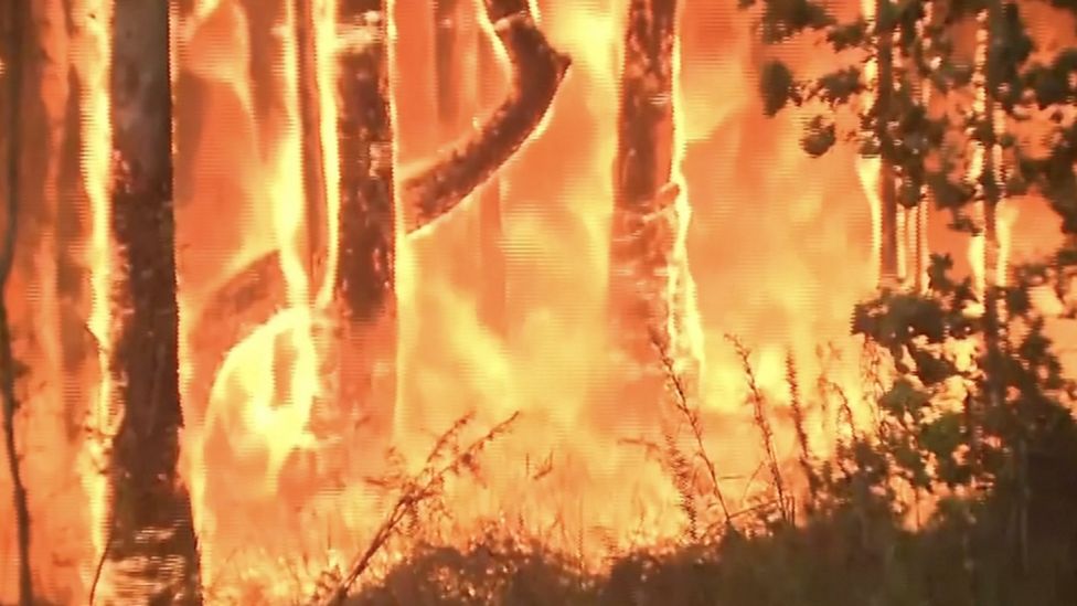 Trees burning in Australia