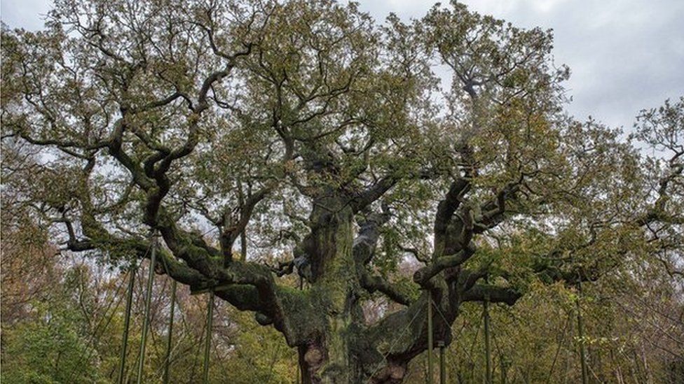 Major Oak, November 2014