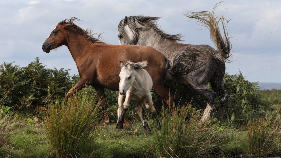 Cefn Bryn ponies wooing in a marsh area