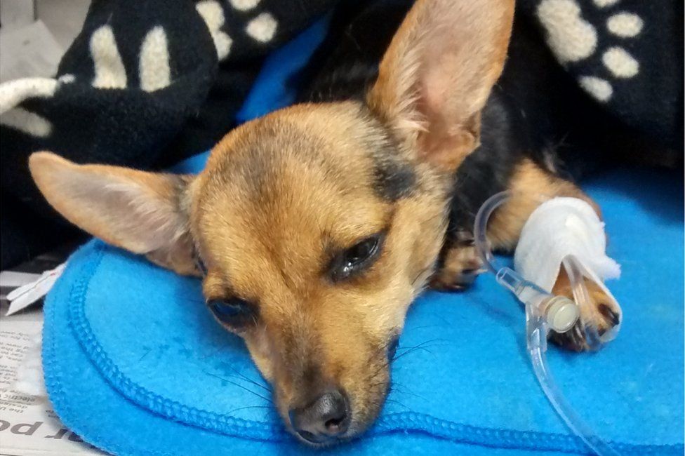Chihuahua found in a cat carrier