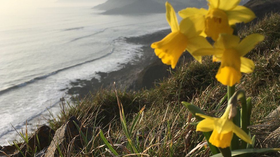Daffodils at Langland Bay, Gower
