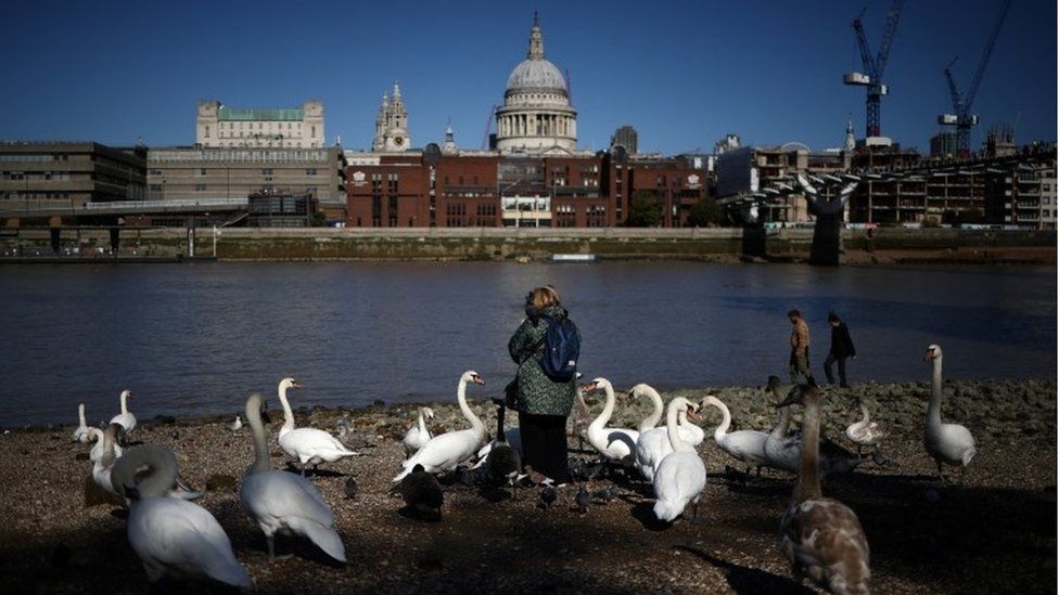 A woman feeds swans on the banks of the River Thames in central London