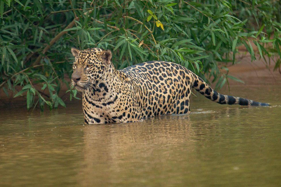 A jaguar wades in water