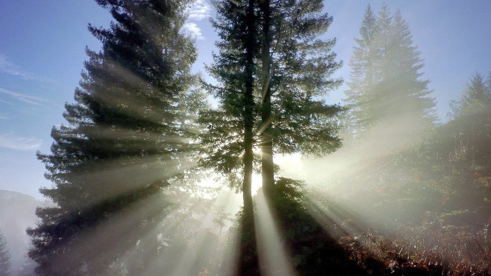 Light through the trees