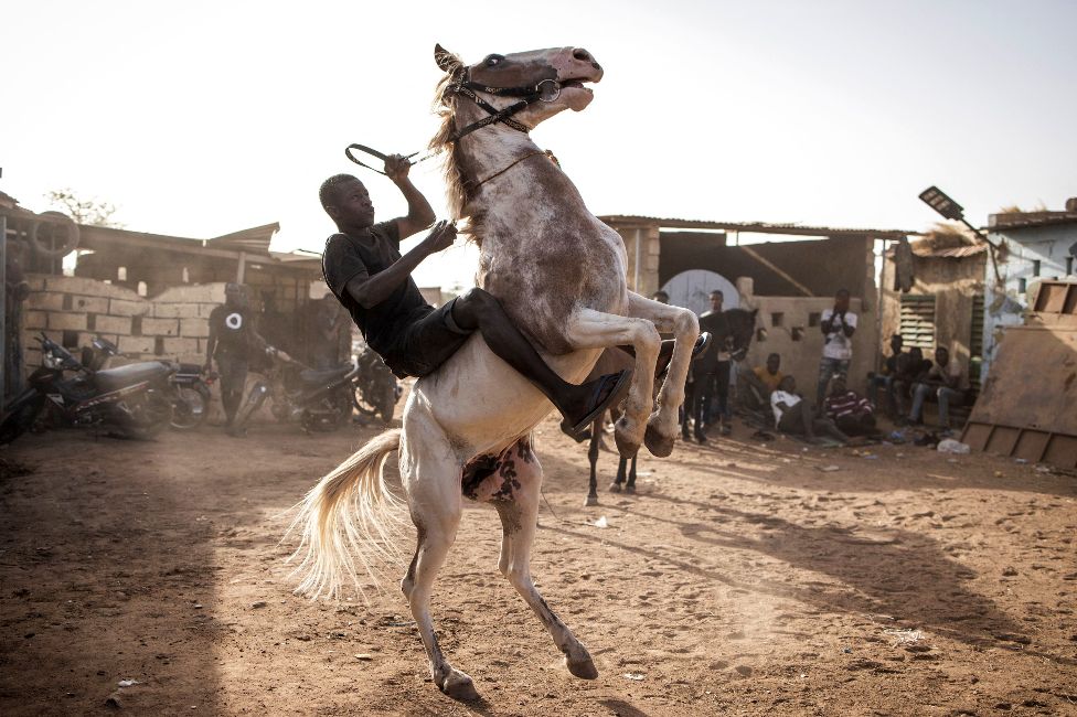 A jockey on a bucking horse in Ouagadougou, Burkina Faso - Monday 1 February 2022