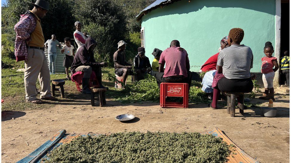 People sitting down with cannabis