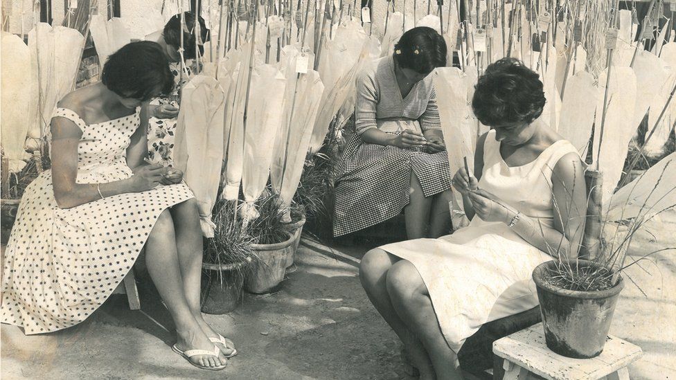 Workers cross-breeding ryegrass, circa 1960s