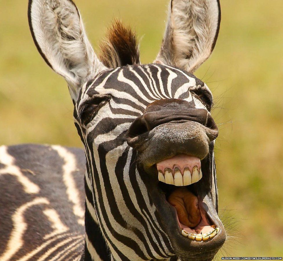 A laughing zebra
