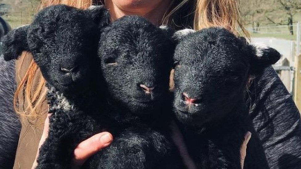 Jo holding three lambs