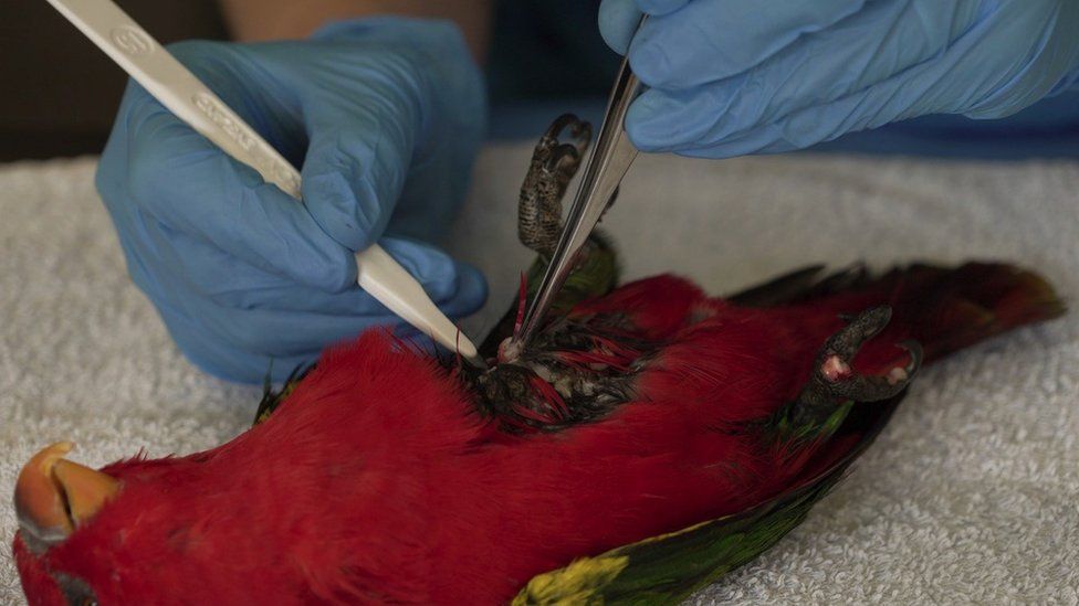Ветераны Честерского зоопарка берут образец ткани болтливого лори — тропической птицы, находящейся под угрозой исчезновения