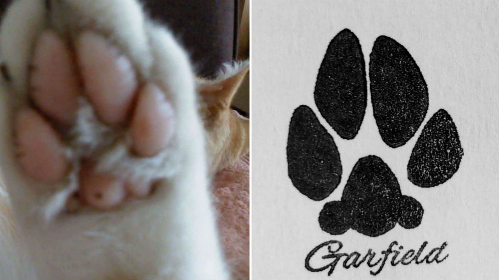 Cat's paw and paw print