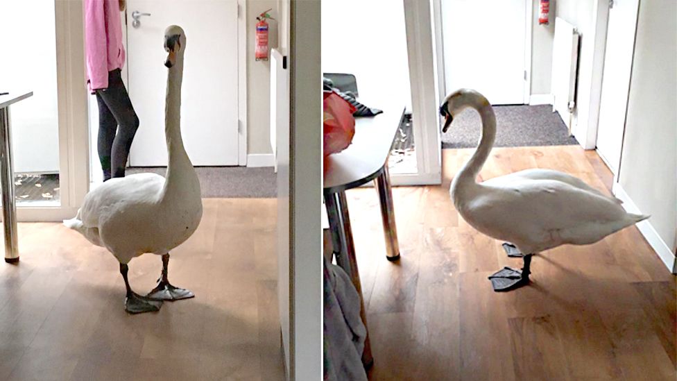 Swan in holiday home
