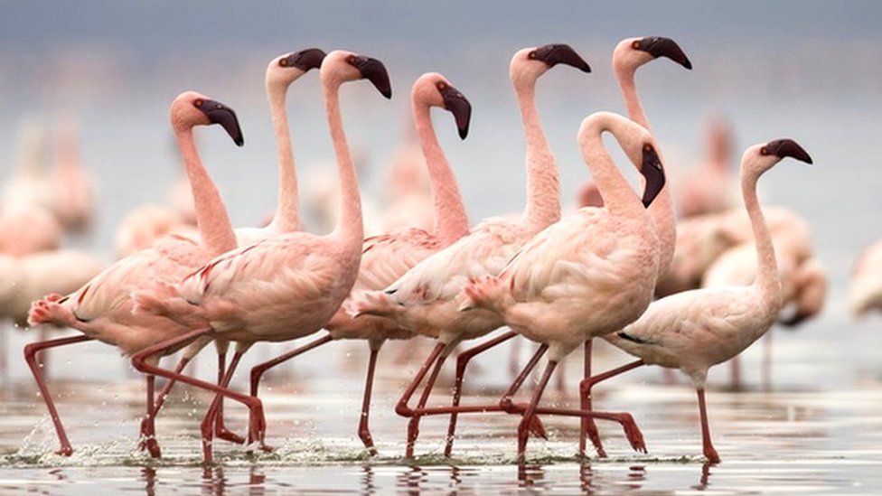 flamingos in a group