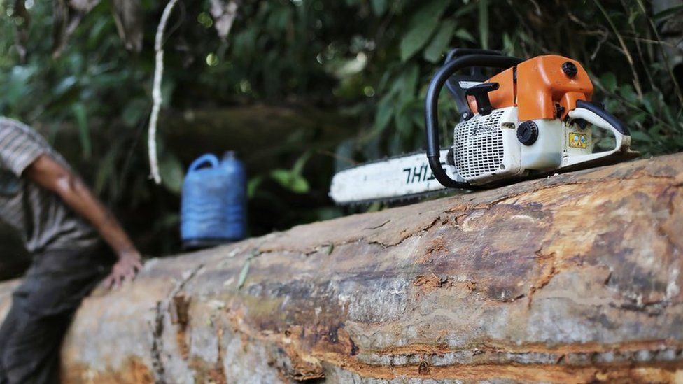 A man, who was hired by loggers to cut trees from the Amazon rainforest, sits on a tree next to his chainsaw in Jamanxim National Park,