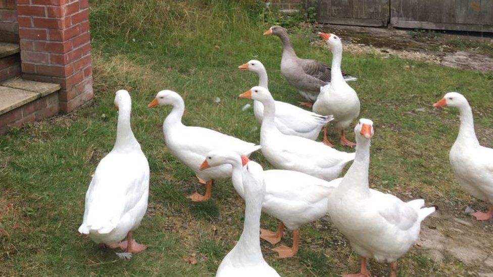 A group of geese standing on grass