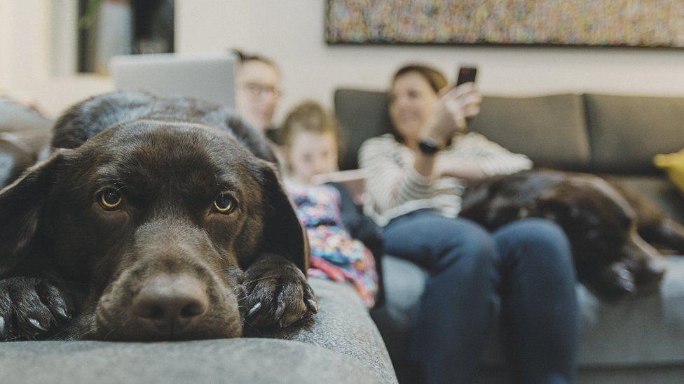 Dog on sofa with family