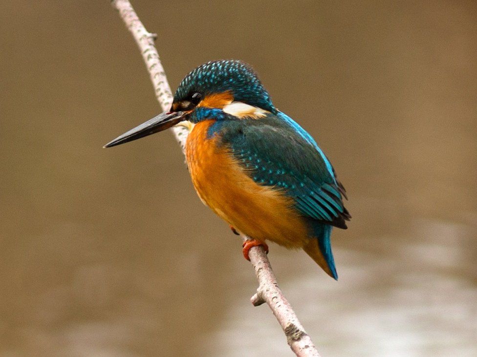 A female Kingfisher perched over the Burn of Mosset.