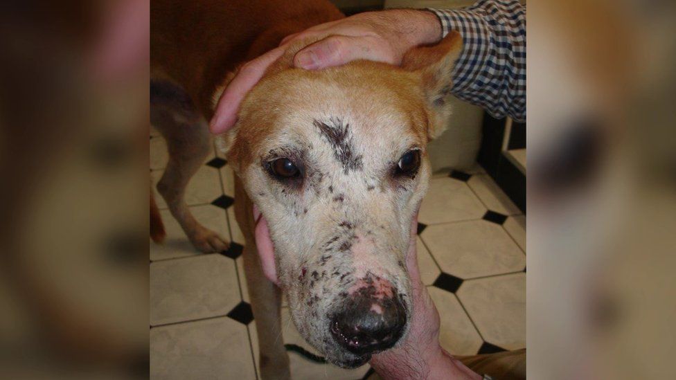 Wounded dog