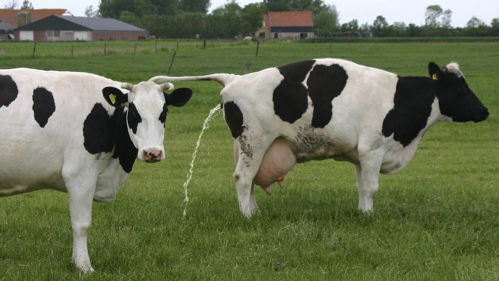 Cow urinating