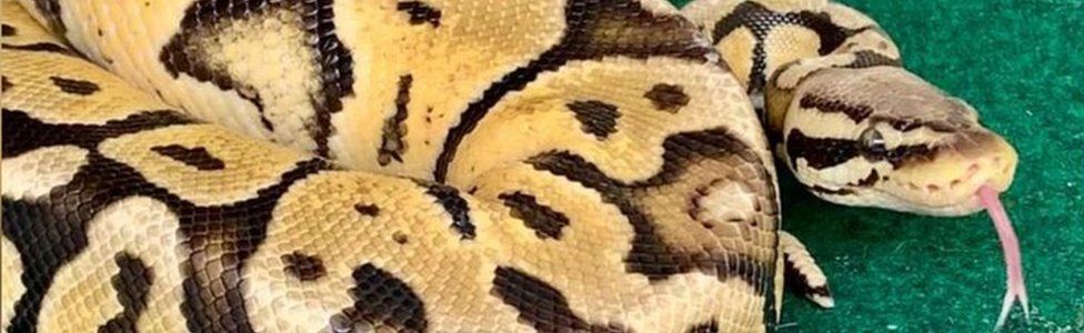Southend toilet snake Reggie the royal python's owner found - BBC News
