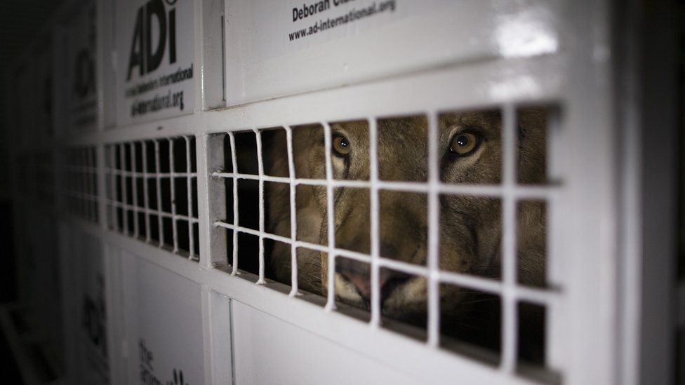 Rescued circus lions from Peru and Colombia to live in Colorado