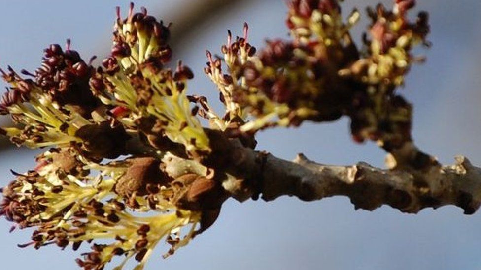 Ash in flower (Image: BBC)