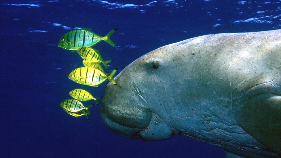 Dugong swims with its nose touching a shoal of yellow fish