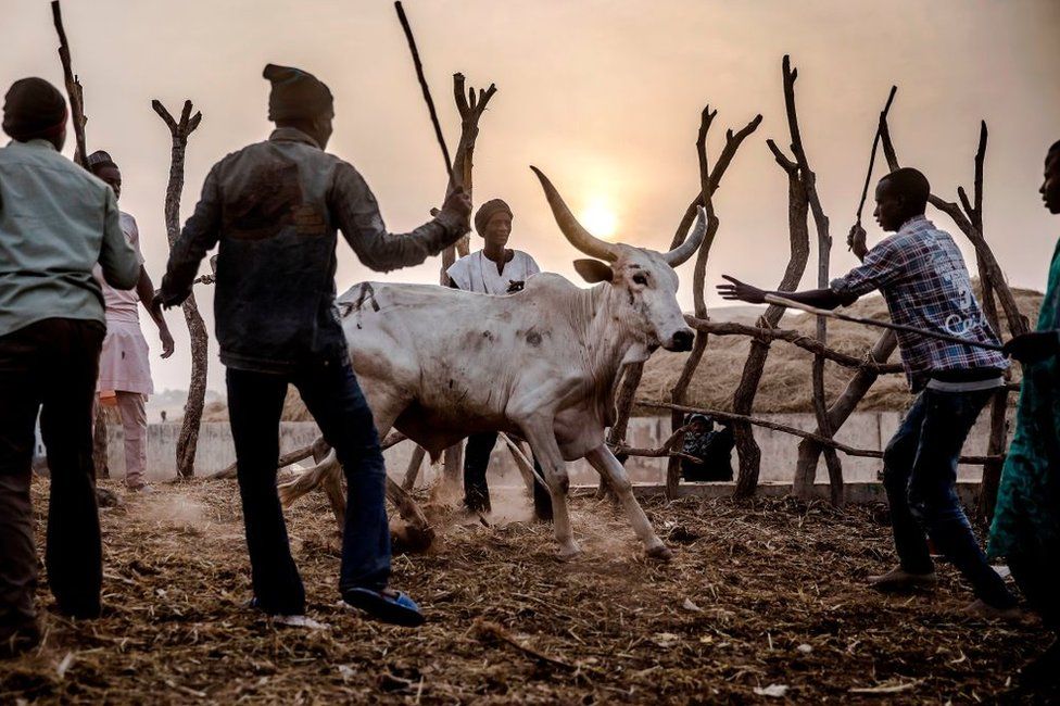 Cattle herders direct cows to the yards at a livestock market in Ngurore, Adamawa State, Nigeria. They are encircling the animal, the sun is low in the sky - Wednesday 20 February 2019