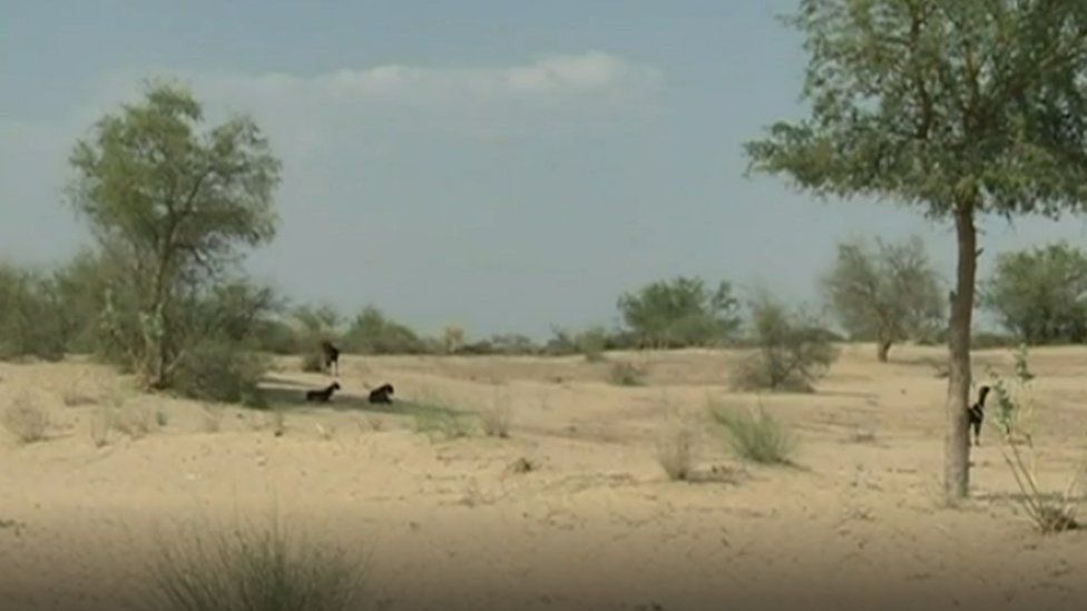 File photo of Thar desert