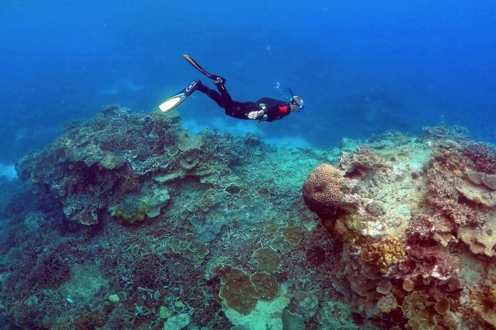 A man snorkels in an area called the "Coral Gardens" near Lady Elliot Island, on the Great Barrier Reef, northeast of Bundaberg town in Queensland, Australia, June 11, 2015.