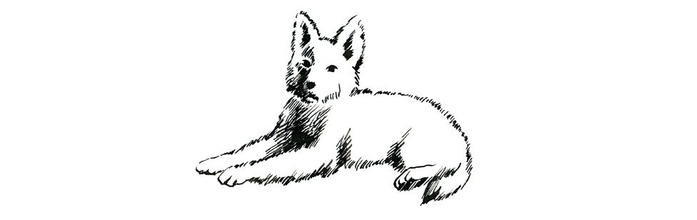 Собака
